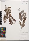 Foto von Salix cinerea L.